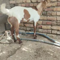 تروشت چاق