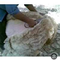 نیروی پشم چین گوسفند
