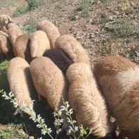 بره  گوسفند