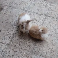خرگوش لپ