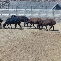 فروشی
