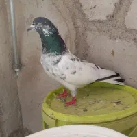 چند عدد کبوتر به شرط