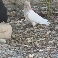 کبوتر پرشی