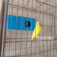 یک جفت مرغ عشق هلندی مولد بدون قفس