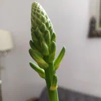 گلدان آلوئه ورا