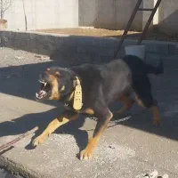 سگ نر نگهبان