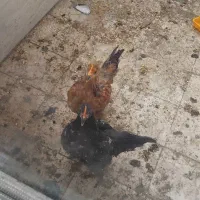 ۲ تا جوجه مرغ