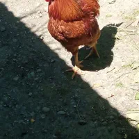 خروس‌چاق‌چله‌طبیعی