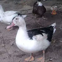 اردک نر