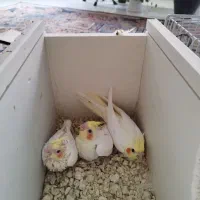 جوجه عروس هلندی