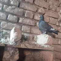 کفتر