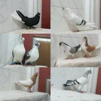 کبوتر رنگی عتیقه