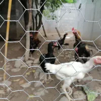 مرغ و خروس لاری اصل