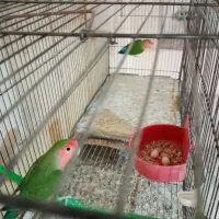 طوطی کوتوله برزیلی جفت با تخم