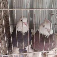 پنج جفت کفتر مفت طوقی تهرانی