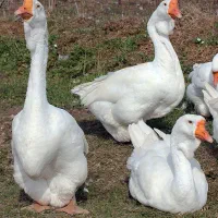 میکث خالماگور