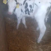 ۵رس گوساله شیر خار هلشتاین   زیره ۱۰روز