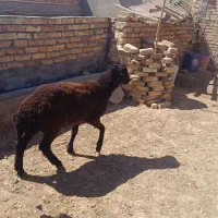 بره نر