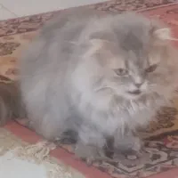 واگذاری یه جفت گربه شکم پر