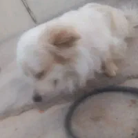 سگ خارجی|سگ|لالی, |دیوار