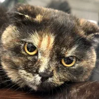 میکس اسکاتیش بریتیش