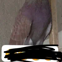 حبش