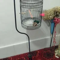 قفس پرنده تزینی نو