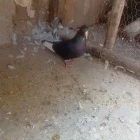 پلنگ ماده
