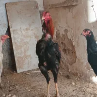 لاری|حیوانات مزرعه|شال, |دیوار