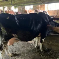 گاو