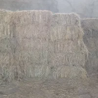 ۱۰۰ عدد کاه برنج(کلش) فروشی