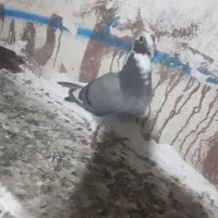کبوتر