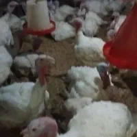 بوقلمون گوشتی درجه یک