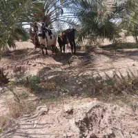 گاو با  گوساله‌نر