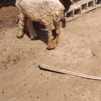 دوراس بره نر