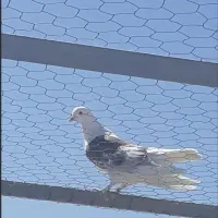گروه کفتر بلند پرواز