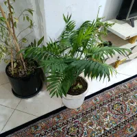 قناری آشتی