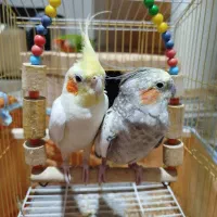 یک جفت عروس هلندی با تخم