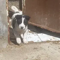 سگ قدرنجونی گله ای توله