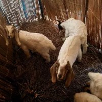 گوسفند فروشی