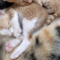 واگذاری گربه مادر و ۶بچه دو هفته ای
