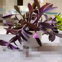 بیدی بنفش،
