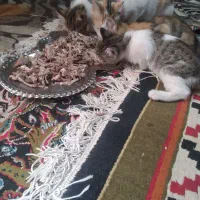 واگذاری گربه خانگی با سه تا بچه گربه دو ماهه