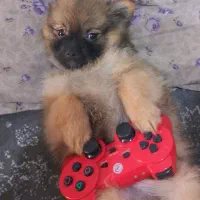 واگذاری سگ پامر