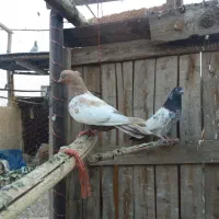 کفتر نر و ماده جفت