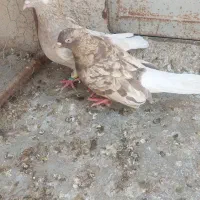 کبوتر جفت نر کرم خال سرکی