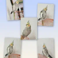 عروس هلندی