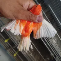 جوجه ردفکتور و رسمی بلند