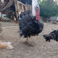 بوقلمون
