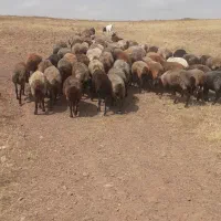 میش